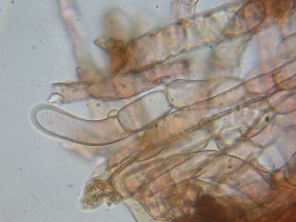 Sotto Alnus glutinosa...(cfr. Inocybe squarrosa)